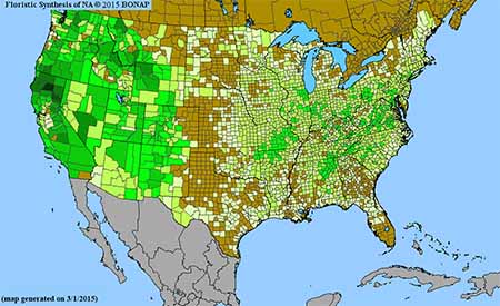 Silene