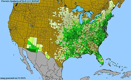 Desmodium